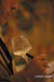 GJB2010-Chassagne33